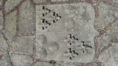 بست وسترن منتگومری