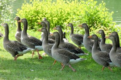 استک بای نلاند هتل گولف اند اسپا