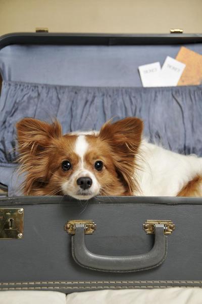 پرستیج هتل پرینس روپرت