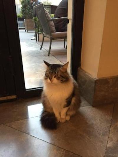 سناتور هتل تکسیم