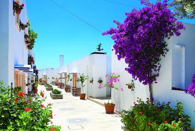 کاکتوز ما مانزارا