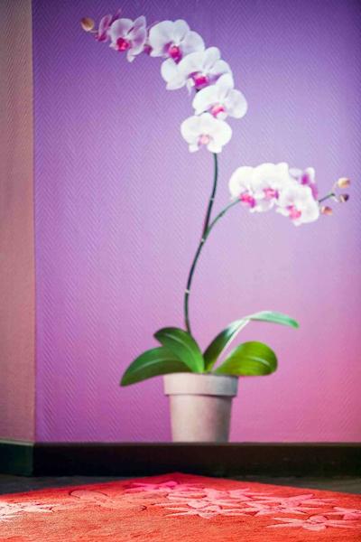 ایبیز استیلز انجرز سنتر گار