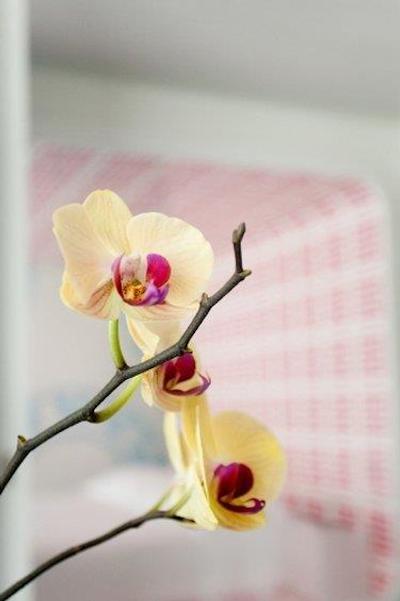 روم مات والنتینا