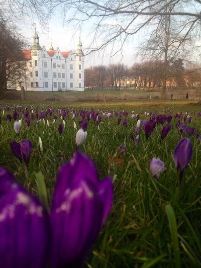 رینگهتل اهرنسبورگ گارنی