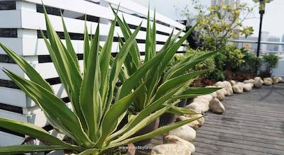 آی چک این میفر پراتونام