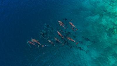 فیلیتیو آیلند ریزورت