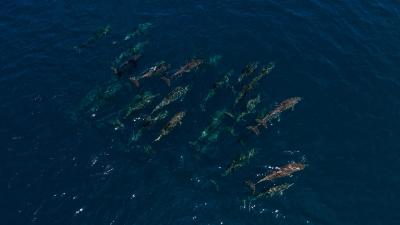 فیلیتیو آیلند ریزورت