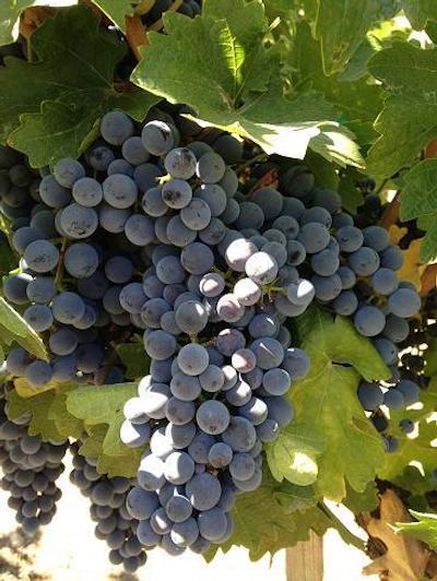 فلامینگو کنفرنس ریزرت اند اسپا