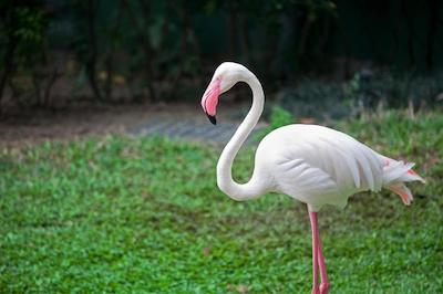 ریال گاردن هتل