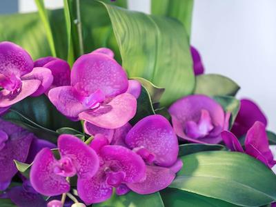 مرکور لاونسستون