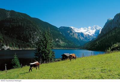 ویتالهتل گوساو