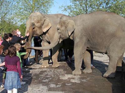 ایبیز منز سنتر گار