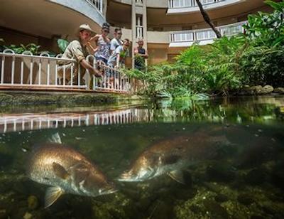 دوبلتری بای هیلتون هتل کیرنز