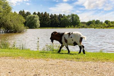 لری دز چنس د اُریجینالز رلیز