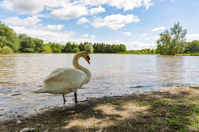 لری دز چنس د اُریجینالز رلیز