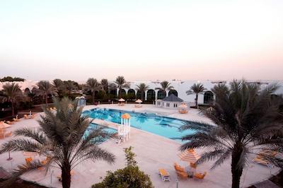 تولیپ این ال راهبا