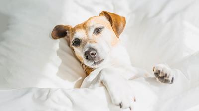 پیر سیکستی-سیکس هتل اند مارینا