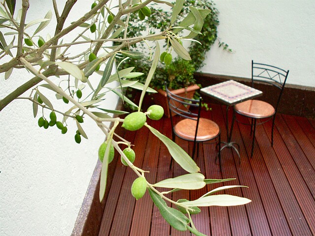بریال