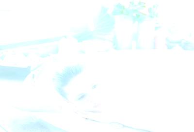 گاردن کلیف ریزورت اند سپا