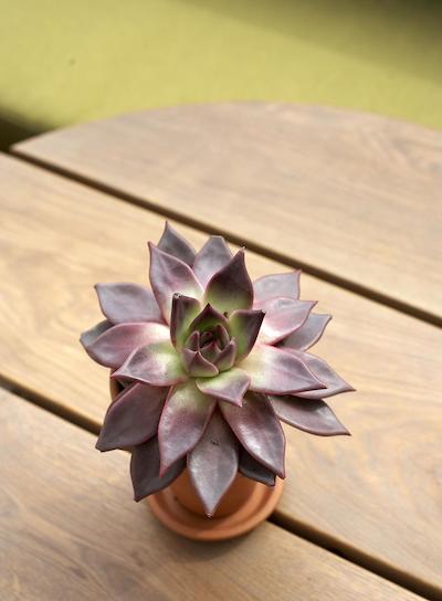 دوبلتری بای هیلتون هتل لندن-هید پارک