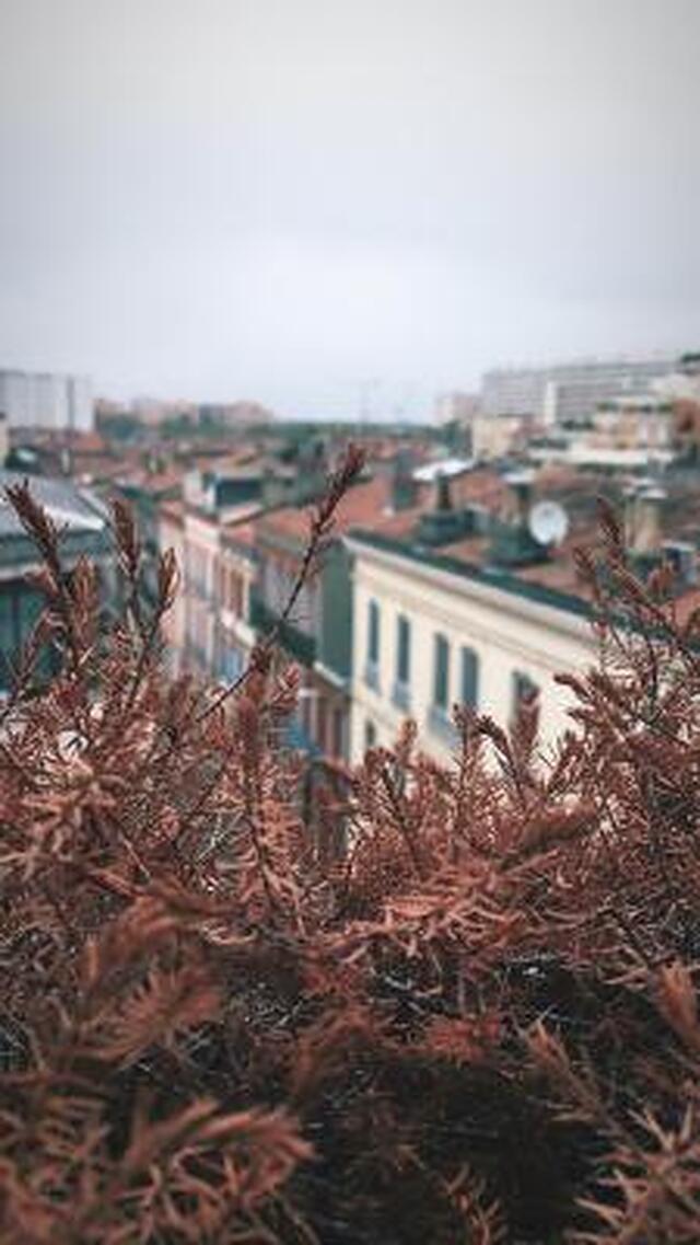 لا کاراول