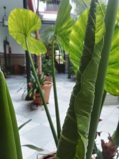 کاسا د لز ازولجز هتل