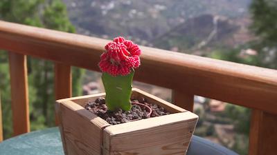 لاز تیراجاناز