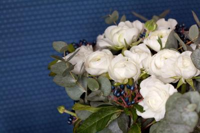 سراتل لوتیس