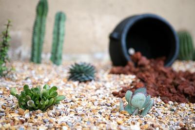 رد لین این اند سویتز ساکرامنتو