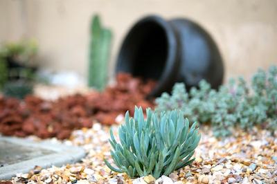 رد لین این اند سویتز ساکرامنتو