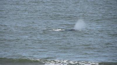 بی دز انجز اپارت اند اسپا