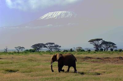 امبسلی سرنا سافاری لج