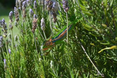 کولتیوار گوست لج