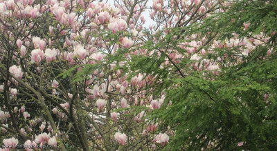 آکسفورد