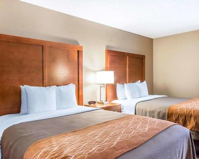 کمفرت این نرد/پلاریز