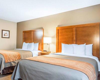 کمفرت این نرد/پلاریز