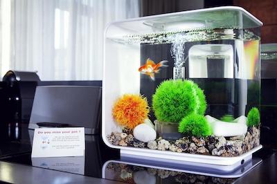 ماکسیمیلیان