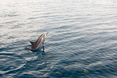 آکواتور ویلیج