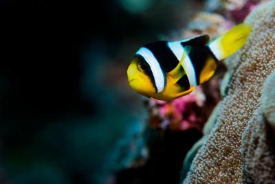 آکواتور ویلیج