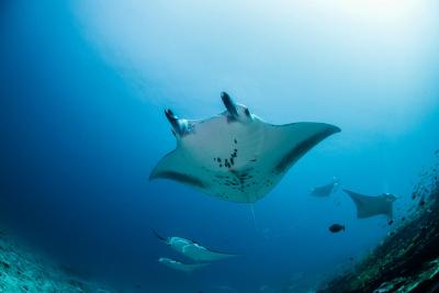 آکواتور ویلیج