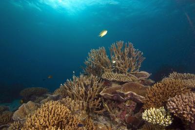 آکواتور ویلیج