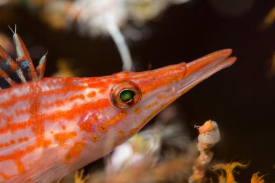 آکواتور ویلیج