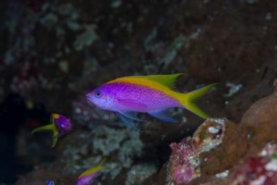 آکواتور ویلیج