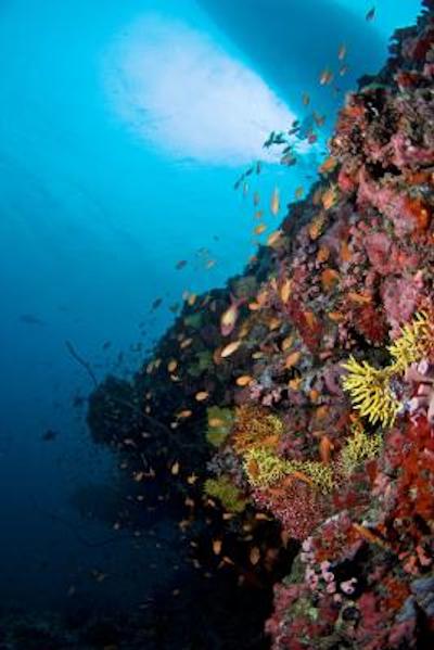 بیادهو آیلند