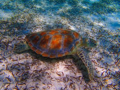 بیادهو آیلند