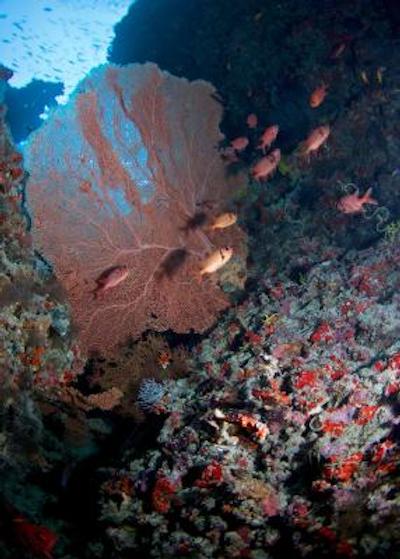 بیادهو آیلند