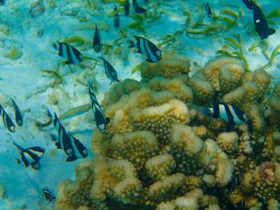 بیادهو آیلند