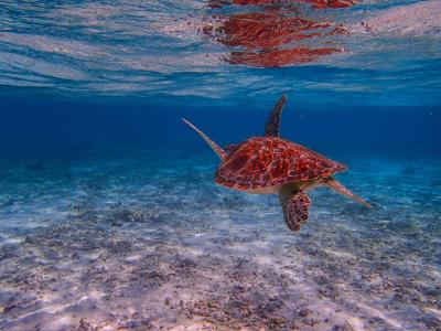 بیادهو آیلند