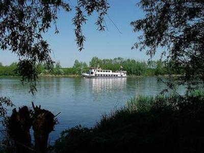 گولدن تولیپ زونبرجن