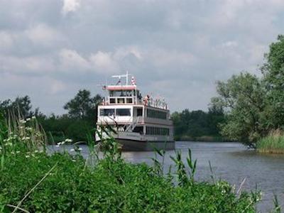 گولدن تولیپ زونبرجن